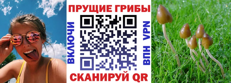 Купить  Сибай  Псилоцибиновые грибы Psilocybine cubensis 